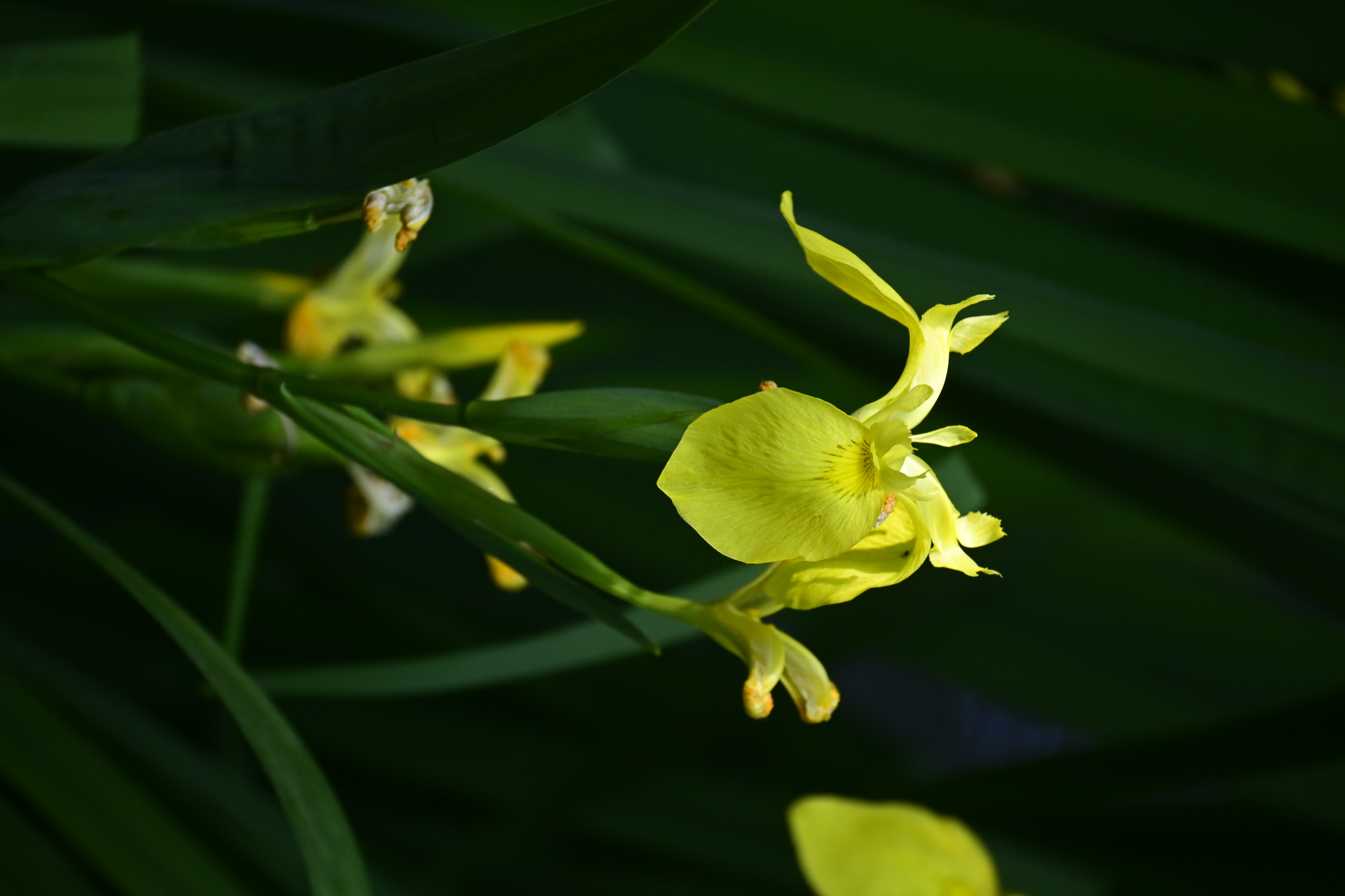 黄菖蒲