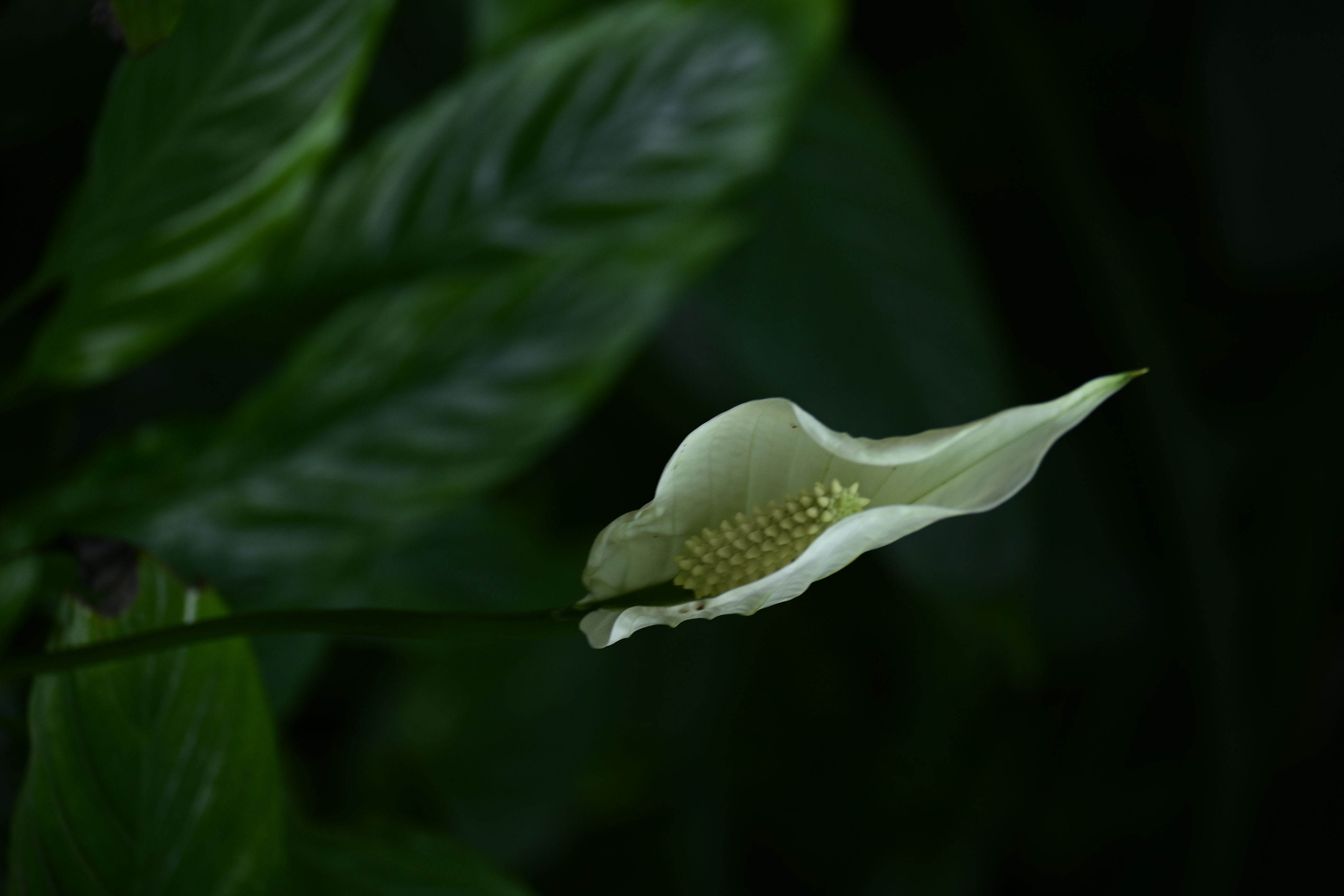 白鹤芋